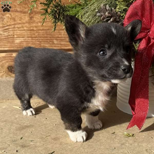 Don, Pembroke Welsh Corgi Puppy